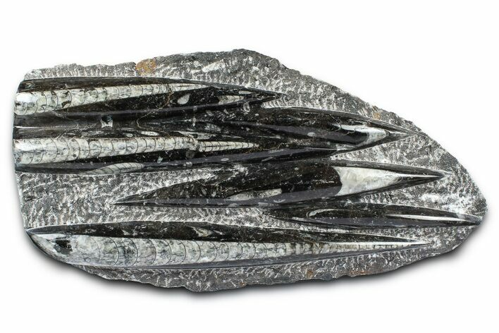 Polished Fossil Orthoceras (Cephalopod) Plate - Morocco #372642